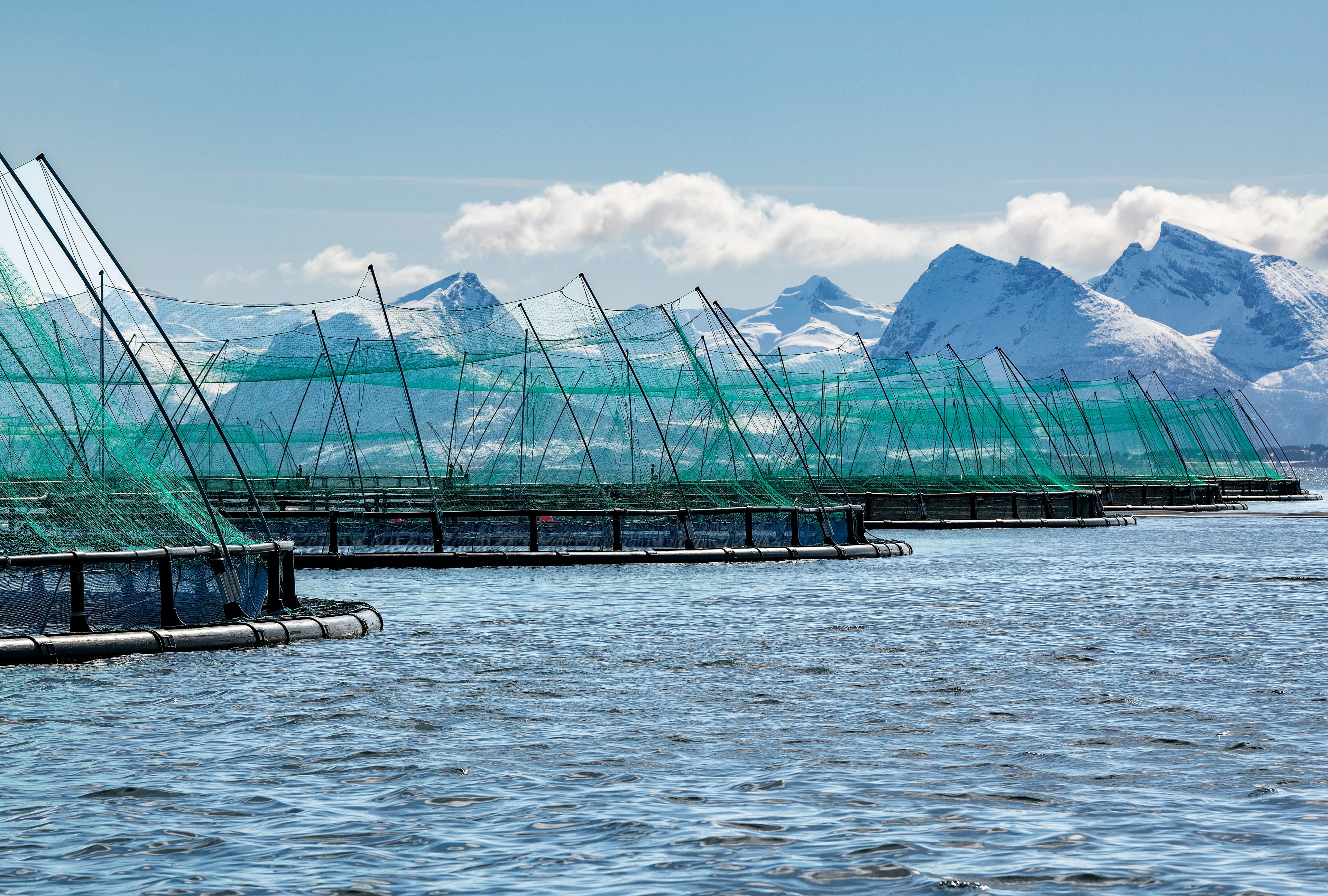 Fish Tales zalm van Kvaroy, overzichtsfoto met bergen.