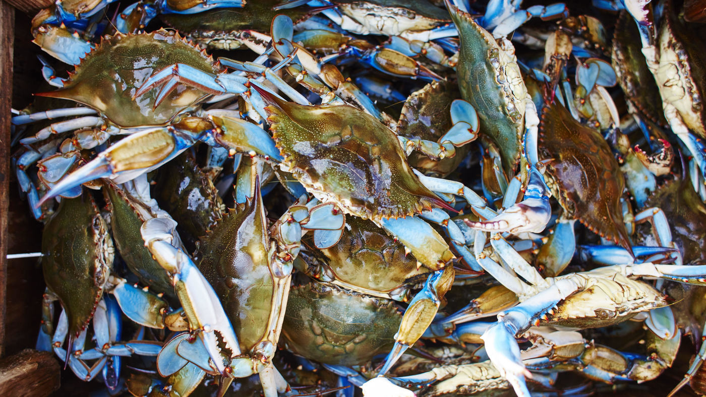 blue crab brewster